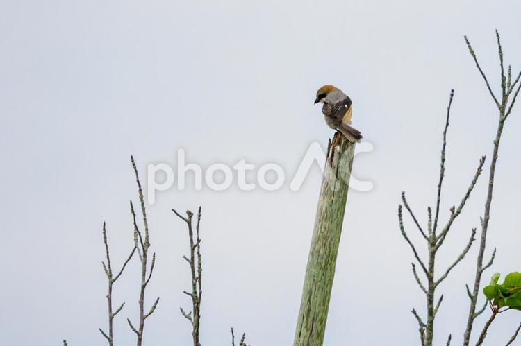 モズ⑹ 鳥,野鳥,モズの写真素材