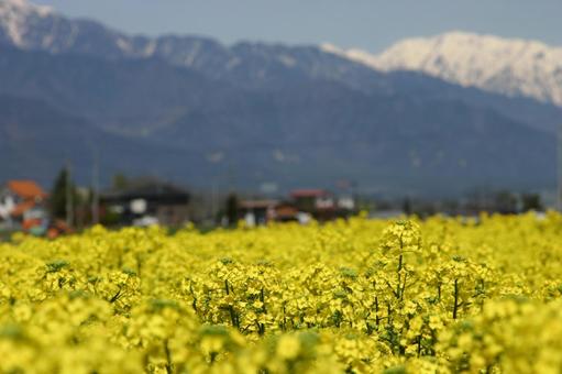 Photo, rape blossoms, yellow, residual snow, 