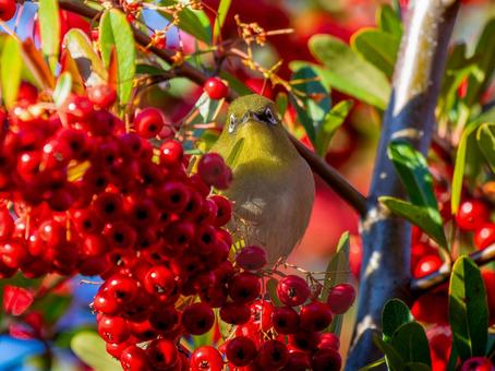 Pyracantha and Japanese White-eye, JPG Pyracantha and Japanese White-eye, JPG