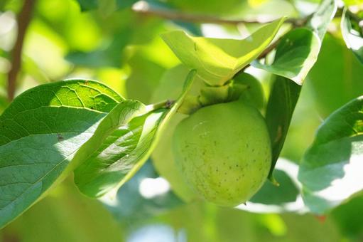 緑の葉に包まれた青柿の果実 緑の葉に包まれた青柿の果実 青柿,果実,緑の写真素材