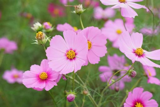 コスモス便り2025の写真