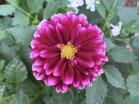 ダリア ダリア ダリア,花,フラワーの写真素材