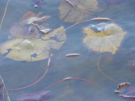 冬の池 冬の池の写真