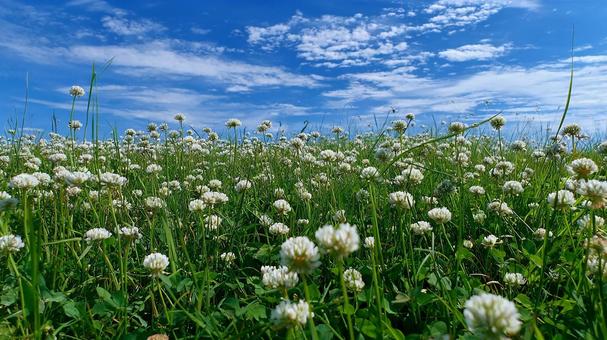 癒やしの風景:クローバーの絨毯 癒やしの風景:クローバーの絨毯の写真