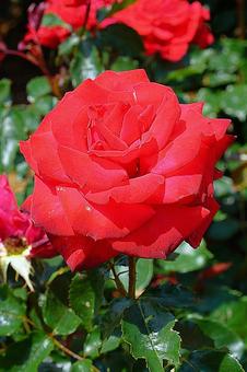 荒牧バラ園710　レベルの写真