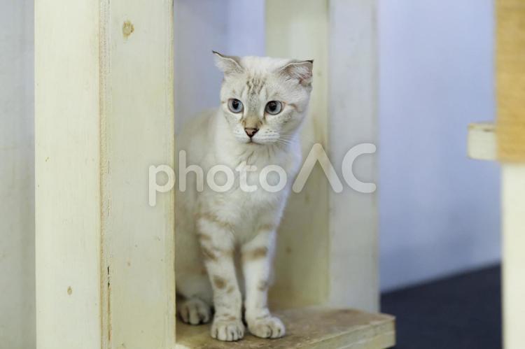 釜山で出会った猫たちが可愛すぎた 釜山,プサン,busanの写真素材
