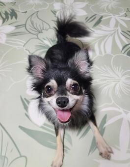 かわいいチワワ チワワ,ブラックタン,ペットの写真素材