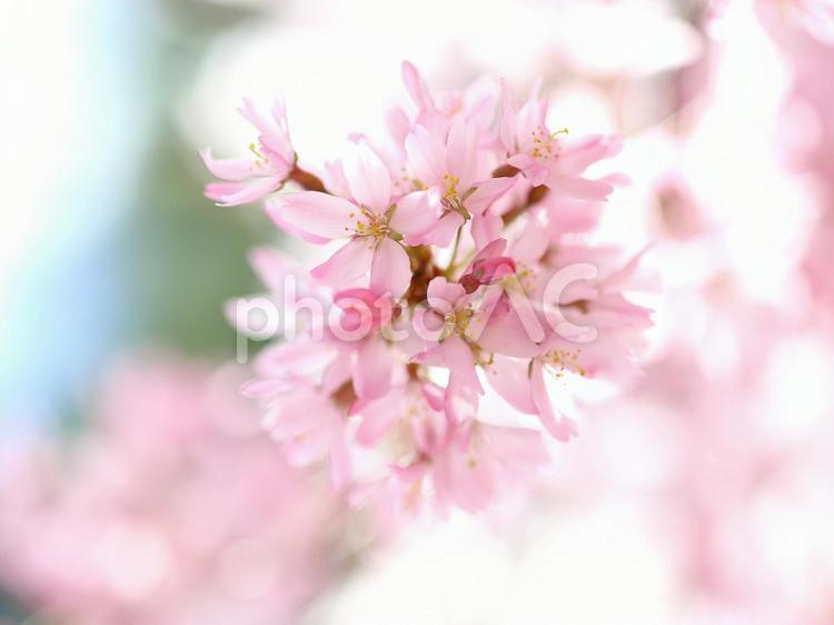 サクラ　桜　満開　ピンクの花 サクラ,満開,桜の写真素材