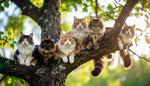 群れる猫 猫,猫科,群れの写真素材