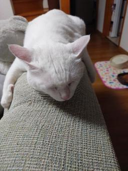 しがみつくねこ ねこ,かわいい,白猫の写真素材