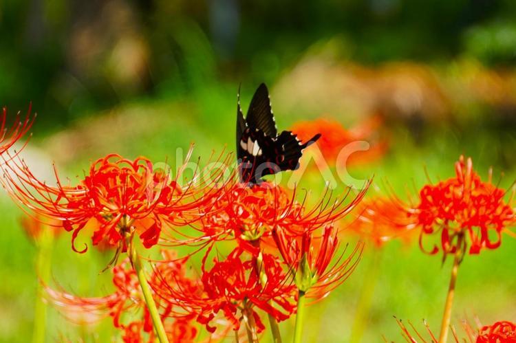 彼岸花と蝶　赤6 ヒガンバナ,秋,赤の写真素材