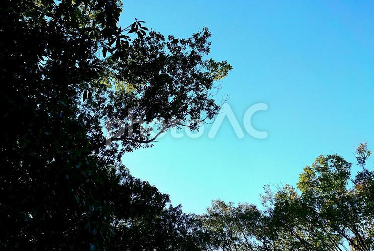 大きな木と青空 いなか,はれ,みどりの写真素材