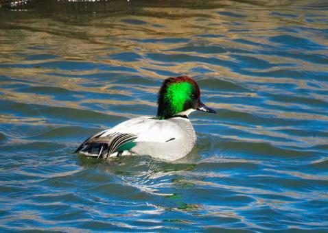 優雅に泳ぐヨシガモのオス ヨシガモ,野鳥,動物の写真素材