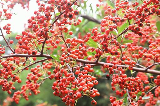 トキワサンザシ（ピラカンサ）の実 トキワサンザシ,ピラカンサ,実の写真素材