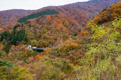 鳴子ダムの紅葉⑴ 秋,紅葉,山の写真素材