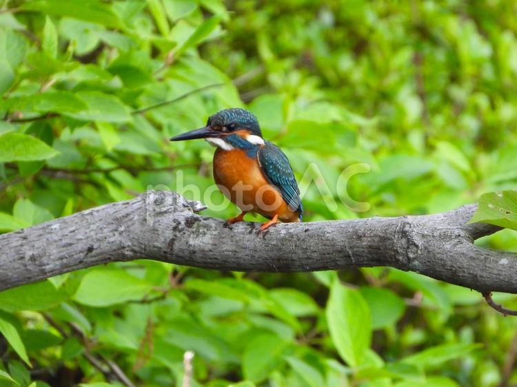 新緑の木の枝にいるカワセミ カワセミ,鳥,野鳥の写真素材