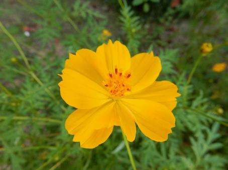 【花の写真】コスモス(秋桜) 【花の写真】コスモス(秋桜)の写真