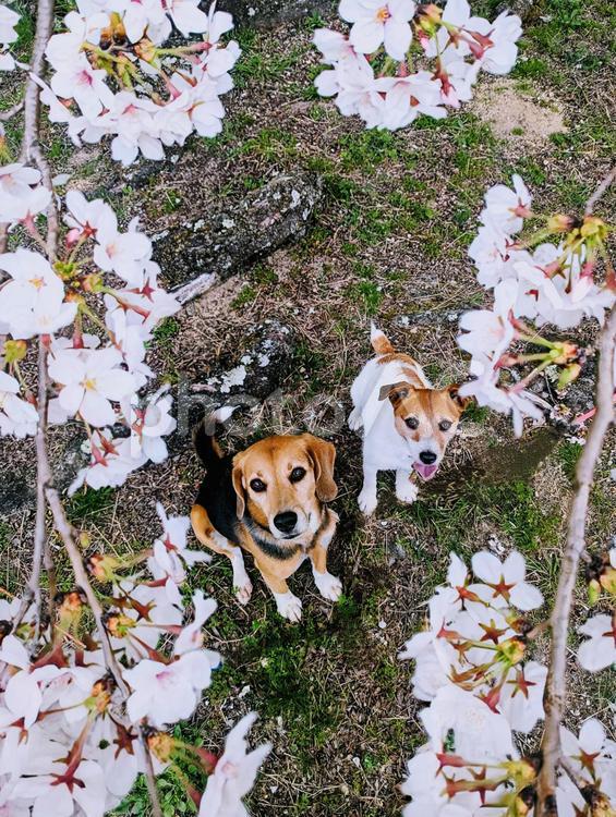 桜の額縁 犬,ビーグル,桜の写真素材