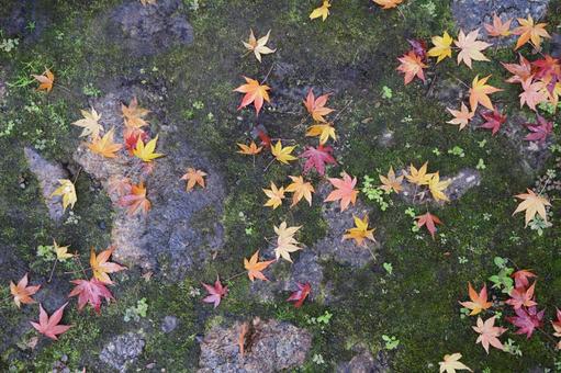 石畳の上の紅葉 石畳,紅葉,秋の写真素材