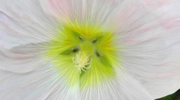 タチアオイの花 05 タチアオイの花 05の写真