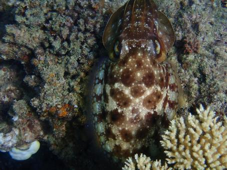 コブシメ コブシメ 海,魚,自然の写真素材
