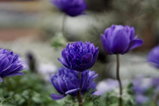 紫色のアネモネ アネモネ,紫色,花の写真素材