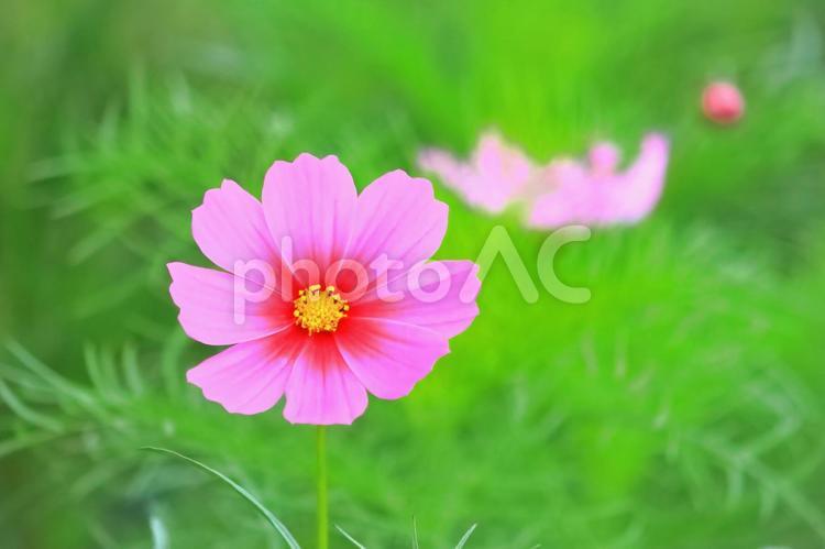 美しいピンクのコスモス 植物,花,コスモスの写真素材
