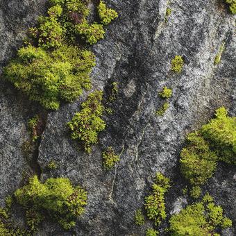 石の上に広がる緑の地衣類 石の上に広がる緑の地衣類の写真