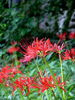 草地で群生する赤いヒガンバナ ヒガンバナ,花,植物の写真素材
