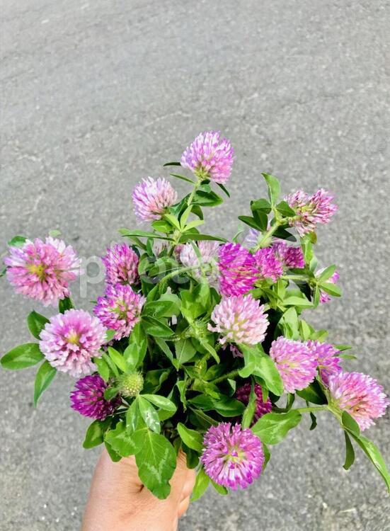 雑草のアカツメグサを摘んでブーケにした。 アカツメグサ,ピンクの花,雑草の写真素材