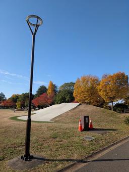 公園の紅葉 公園,紅葉,空の写真素材