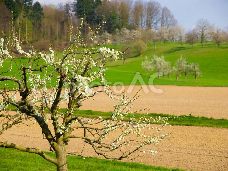 果樹園の桜の木　ドイツ・黒い森地方 桜,桜の木,果樹園の写真素材