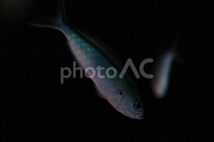 魚のいる暗い海 魚,暗い,影の写真素材
