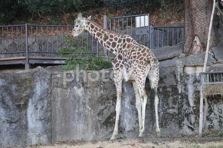 木の枝を食べるアミメキリンのいる動物園 アミメキリン,木,枝の写真素材