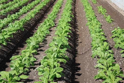 緑の葉の野菜と茶色の土の畑の風景 緑,葉,野菜の写真素材