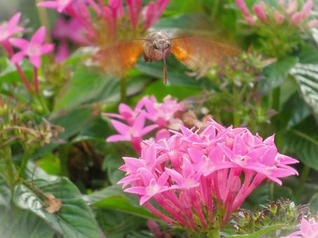 花の蜜を吸うホウジャク 花の蜜を吸うホウジャクの写真