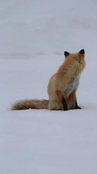 キタキツネ キタキツネ,きつね,野生動物の写真素材