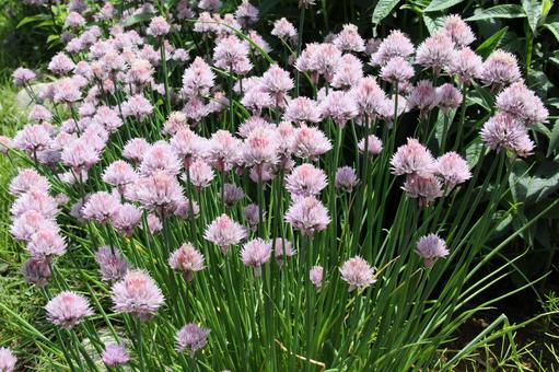 チャイブ・エゾネギ　咲く風景 チャイブ,自然風景,楽しいの写真素材