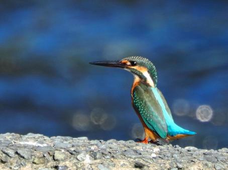 美しいカワセミ カワセミ,鳥,バードの写真素材
