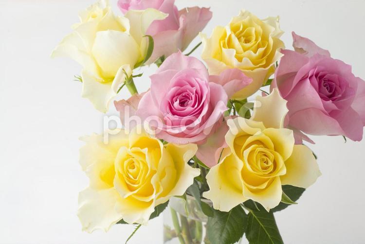 花瓶に飾られた黄色とピンクのバラ バラ,薔薇,花の写真素材
