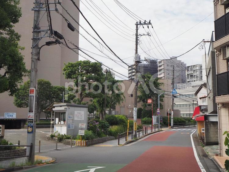 田道庚申通り（東京都・目黒区） 田道庚申通り,目黒川沿い,並木道の写真素材