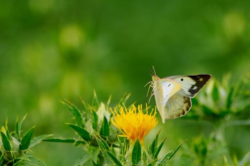 Monad butterfly (51), JPG