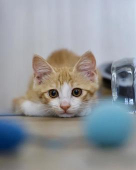 猫じゃらしを狙って構える茶白の子猫 猫じゃらしを狙って構える茶白の子猫の写真