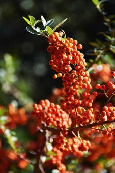 トキワサンザシ（常盤山櫨子）の写真
