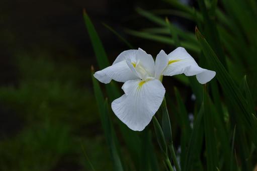 Blooming with dignity and elegance, JPG Blooming with dignity and elegance, JPG