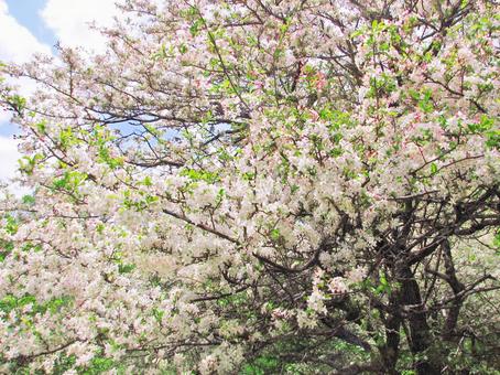 つぼみがピンク色のズミの花 ズミ,コリンゴ,コナシの写真素材