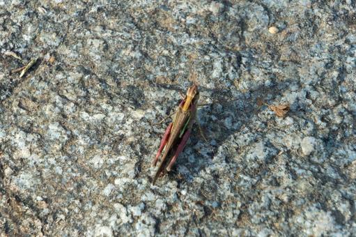 地表に佇むバッタ バッタ,昆虫,地面の写真素材