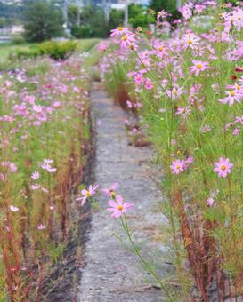 Photo, cosmos, spare, autumn cherry blossoms, 