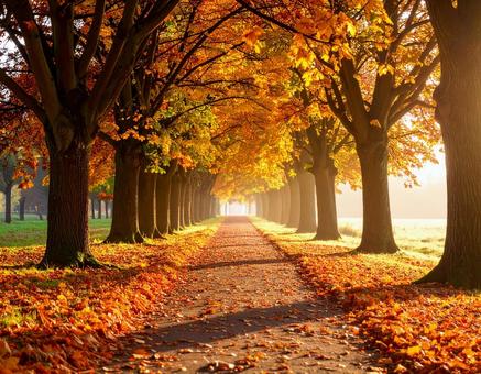 紅葉 秋色に染まった並木道1 紅葉 秋色に染まった並木道1の写真