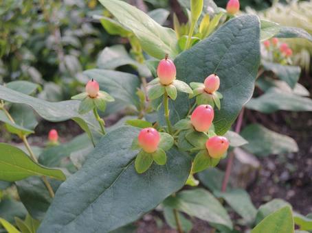 Photo, red fruit, hiperam, autumn, 